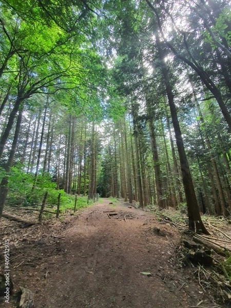 Obraz footpath in the forest