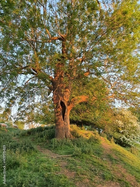 Obraz autumn in the park