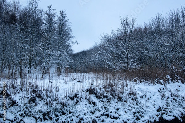 Obraz landscape with snow covered trees