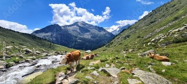 Fototapeta Cows grazing on a hot summer day in the Zillertal Alps in Austria