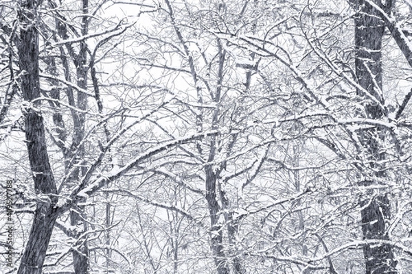 Fototapeta trees covered with snow