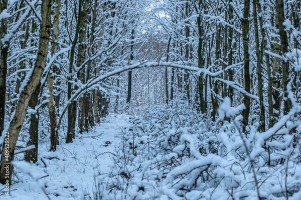 Obraz winter forest in the snow