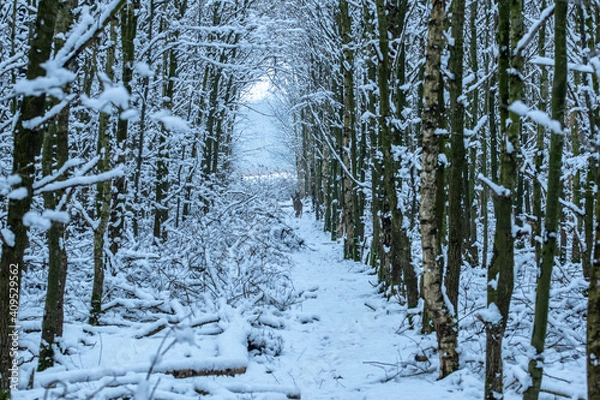 Obraz winter forest in the snow
