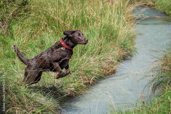 Obraz Labrador Chocolate