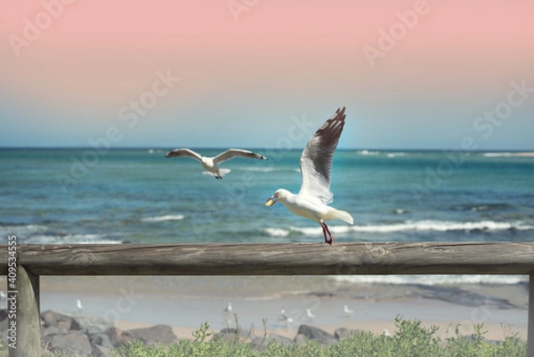 Obraz seagull on the beach