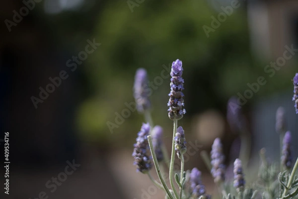 Obraz Lavender