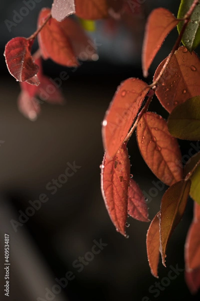 Obraz Pink leaves