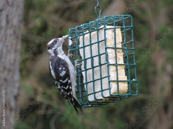 Fototapeta Female downy woodpecker perched on and eating from a suet bird feeder in the forest