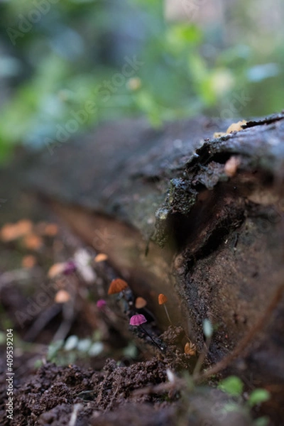 Fototapeta Mycena Mushroom - Fungi