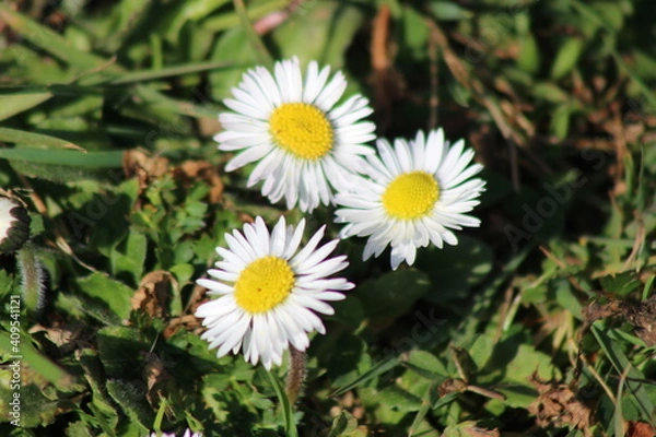 Fototapeta daisy in the grass