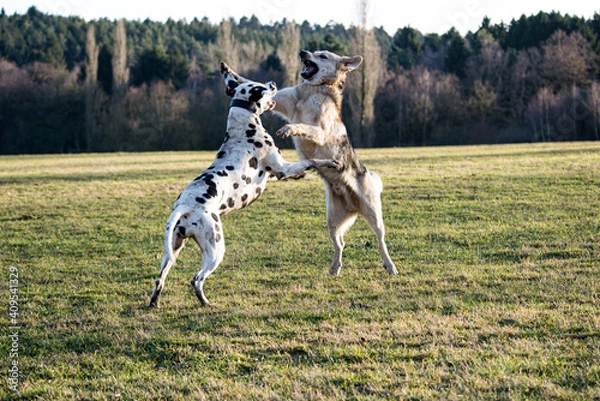 Obraz Hunde die sich gegenseitig anspringen auf einer Wiese