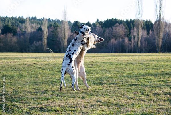 Obraz Dalmatiner und Schäferhund raufen auf einer Wiese