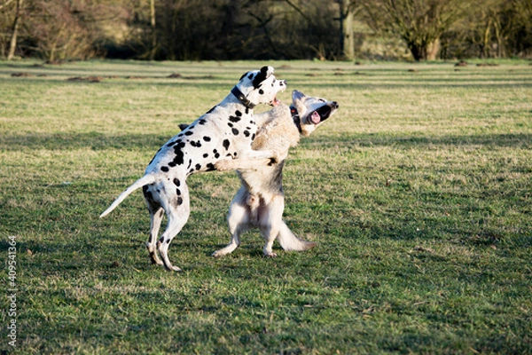 Obraz Dalmatiner und Schäferhund raufen auf einer Wiese
