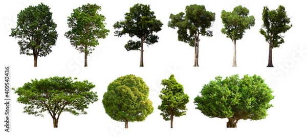Obraz isolated tree green set is located on a white background. Collection of isolated tree green on white background Tropical tree