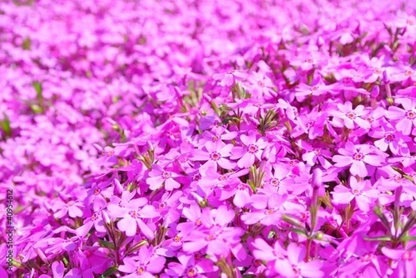 Fototapeta 満開のシバザクラ