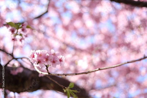 Fototapeta 河津桜の風景