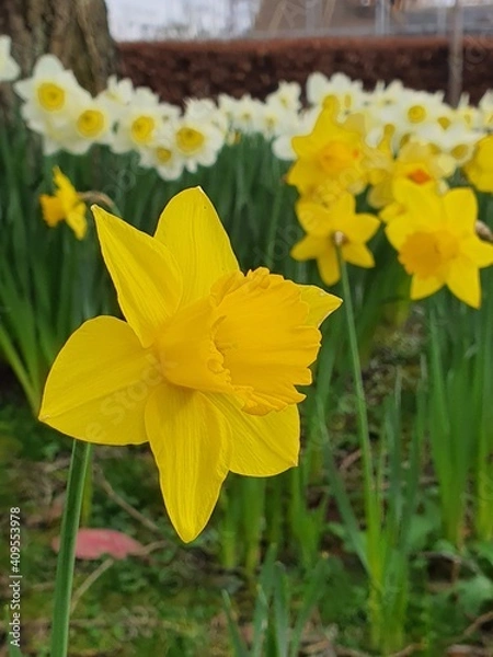 Obraz daffodils in spring