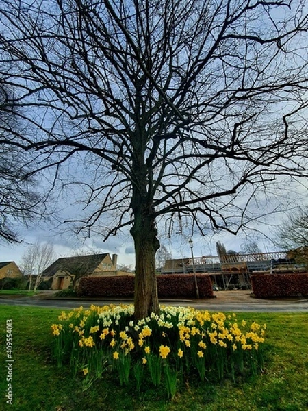 Obraz trees in the park