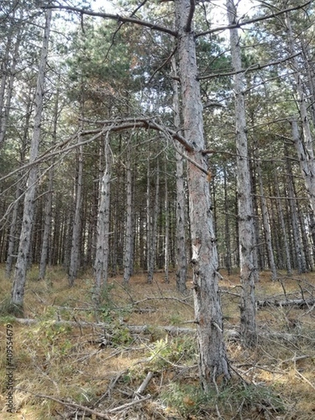 Obraz pine forest in autumn