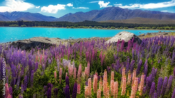 Fototapeta Beautiful lupine flower at Lake Tekapo is in the South Island of New Zealand.