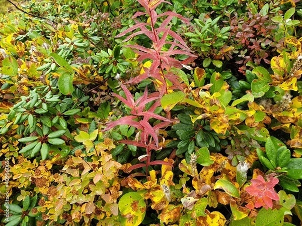 Fototapeta autumn leaves background