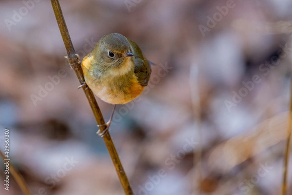 Obraz ルリビタキ