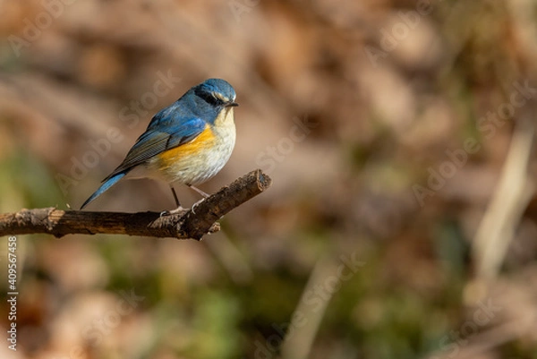 Obraz ルリビタキ