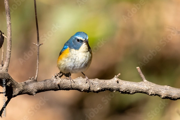 Obraz ルリビタキ