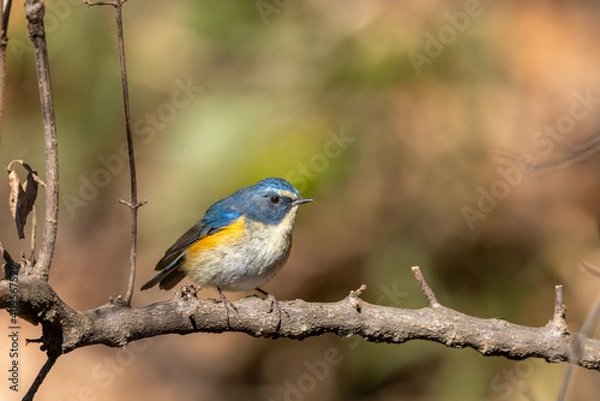 Obraz ルリビタキ