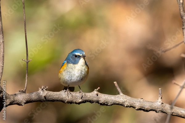 Obraz ルリビタキ