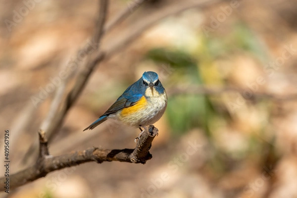 Obraz ルリビタキ