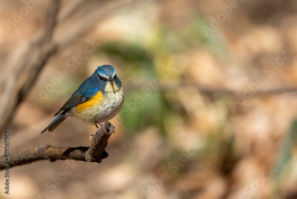 Obraz ルリビタキ