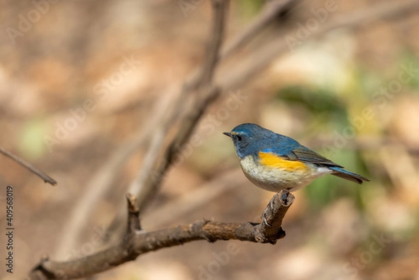 Obraz ルリビタキ