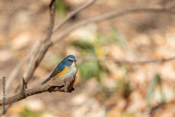 Obraz ルリビタキ