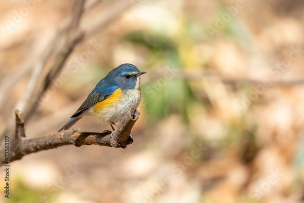 Obraz ルリビタキ