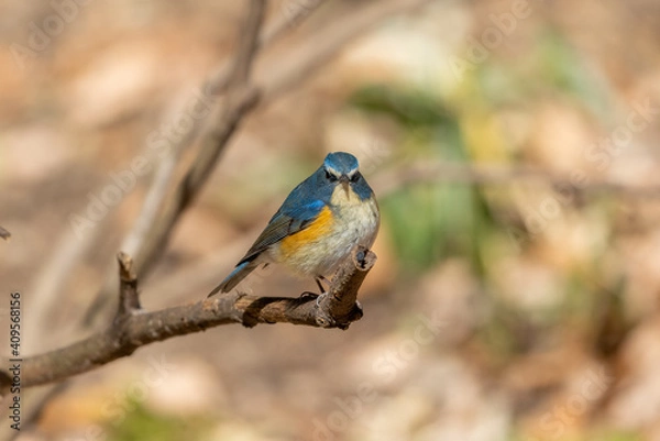 Obraz ルリビタキ