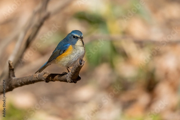 Obraz ルリビタキ