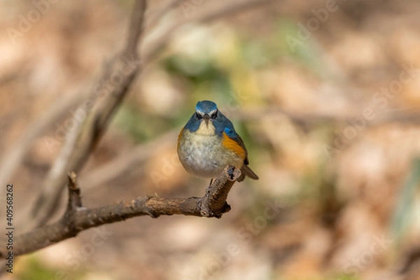 Obraz ルリビタキ