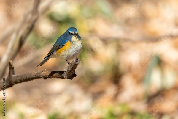 Obraz ルリビタキ