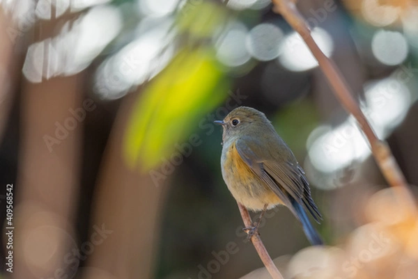 Obraz ルリビタキ