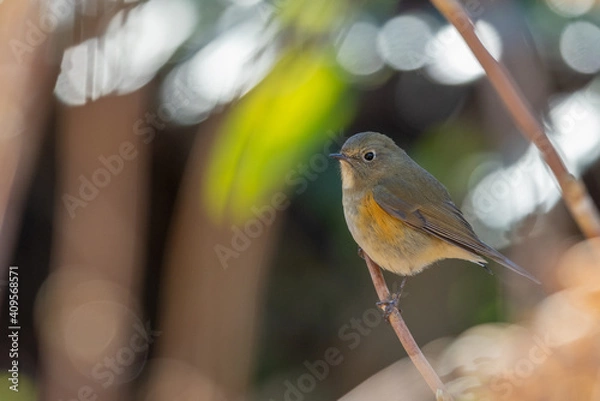 Obraz ルリビタキ