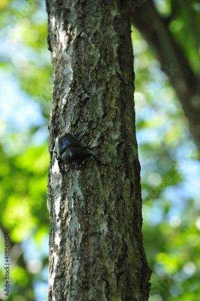 Fototapeta 樹木につかまったカブトムシ