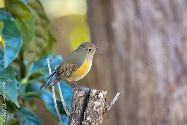 Obraz ルリビタキ