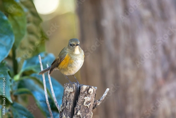 Obraz ルリビタキ