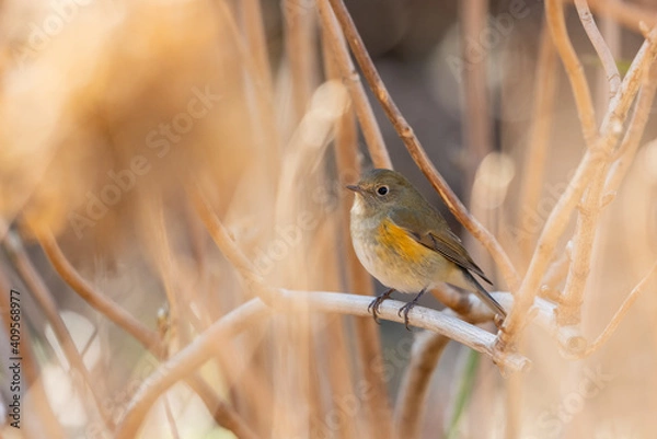 Obraz ルリビタキ