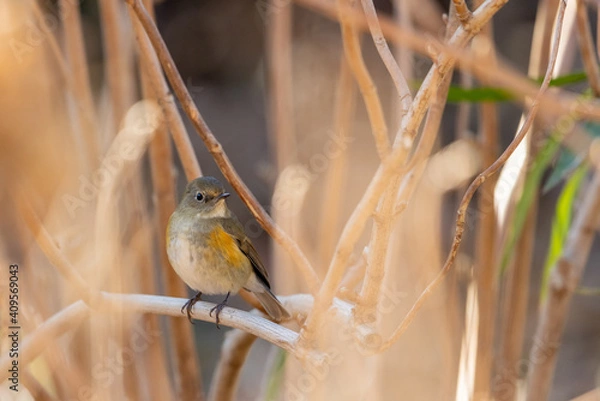 Obraz ルリビタキ