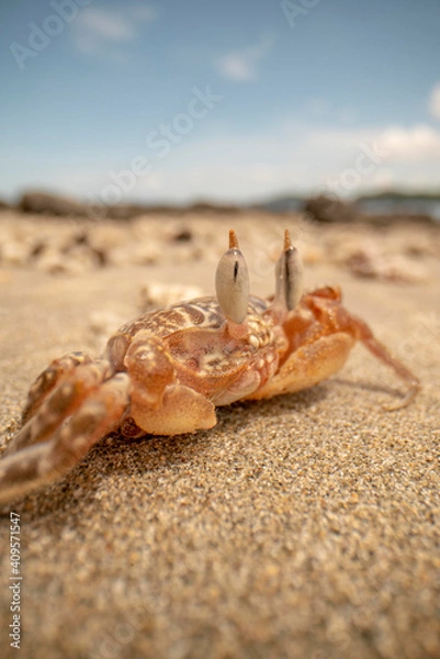Obraz Mr. Crab Posing On The Beach