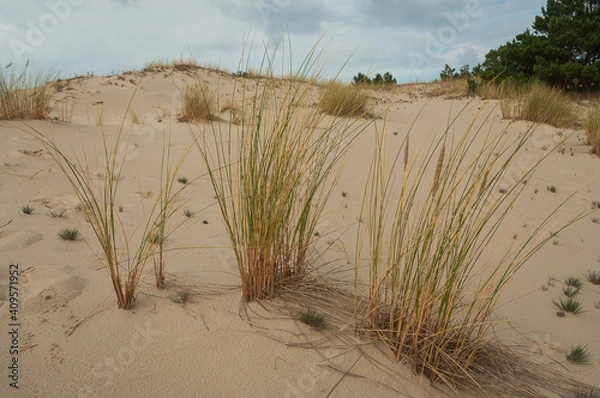 Fototapeta tufts of grass growing on the sand dunes by the sea in the Slowinski National Park