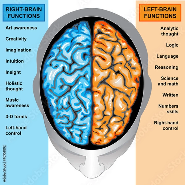 Obraz Human brain left and right functions