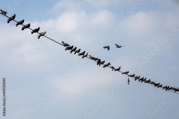 Fototapeta animal; background; bird